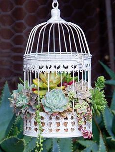 a white birdcage filled with succulents and plants