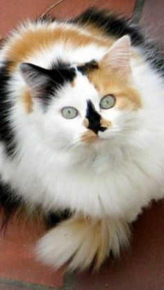 a calico cat sitting on the ground looking up at something with green eyes and whiskers