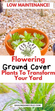 flowers growing in flower pots with text overlay reading flowering ground cover plants to transform your yard