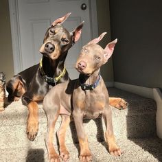 two doberman dogs sitting on the carpet in front of a door and looking up