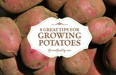 a pile of red potatoes with the words 8 great tips for growing potatoes on it