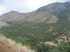 the mountains are covered with trees and bushes in the foreground is a dirt road