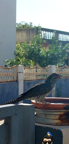 a bird standing on top of a metal barrel next to a fence and building with trees in the background