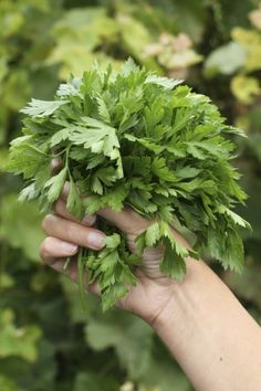 a person holding up some green leaves in their hand