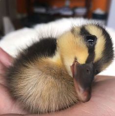 a baby duck is being held in someone's hand