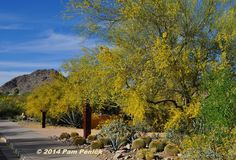 the road is lined with cactus bushes and yellow flowers on it's sides, along with mountains in the background