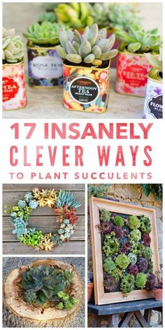 an assortment of succulents and plants with text overlay that says 17 insanely clever clever ways to plant succulent