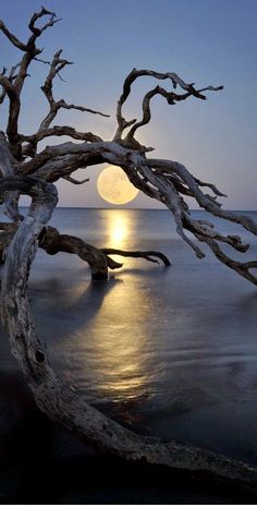 a tree that is sitting in the water with a moon in the sky behind it