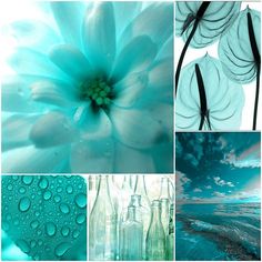 four different pictures with water droplets on the petals and sky in the background, one is blue