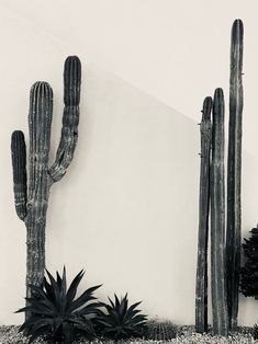 black and white photograph of cactus next to wall