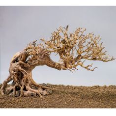 a bonsai tree is shown in the desert