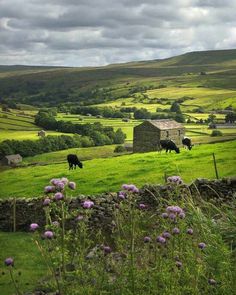 some cows are grazing in the grass on a cloudy day with purple flowers and green hills behind them