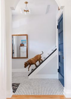 a dog is walking down the stairs in a house with white walls and blue doors