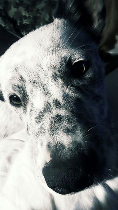 a close up of a dog's face and nose