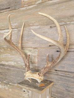 a deer's head mounted on the side of a wooden wall