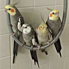 four birds are sitting in a circle on the bathroom wall, one is yellow and gray