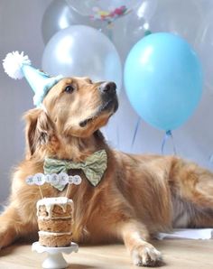 a golden retriever dog wearing a party hat and bow tie laying next to a cake