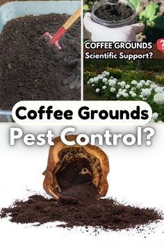 coffee grounds and pest control with text overlay that reads coffee grounds pest control?