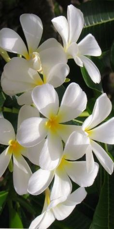 jasmine flowers Jasmin Plant, Biblical Flowers, Georgian Garden, White Jasmine Flower, Jasmine Cosplay, Yonkers New York