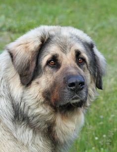 a close up of a dog in the grass looking off into the distance with one eye open