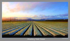 rows of snow covered greenhouses in the middle of a field at sunset with mountains in the distance