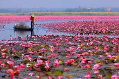 a man standing on top of a boat in a large body of water filled with pink flowers