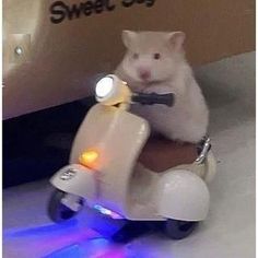 a cat riding on the back of a scooter