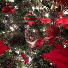 a kitten sitting in the middle of a christmas tree