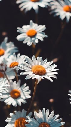 a bunch of white daisies with the words vibest over them