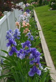 blue and pink flowers line the side of a white fence