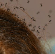 a woman with brown hair and lots of flies on her head