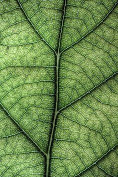 the underside of a green leaf