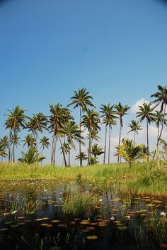 palm trees line the shore of a marshy area with lily pads in the foreground