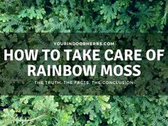 the words how to take care of rainbow moss in front of green leaves and foliage