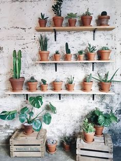 there are many potted plants on the shelves