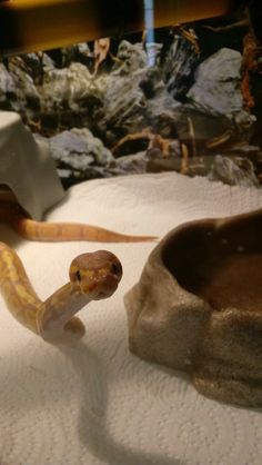 an orange and brown snake on display in a glass case with other animals behind it