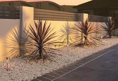 a row of plants sitting next to a white wall on top of a sidewalk in front of a house