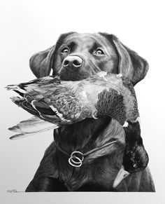 a drawing of a dog holding a duck in its mouth