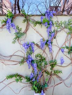 purple flowers growing on the side of a white wall with vines and leaves around it