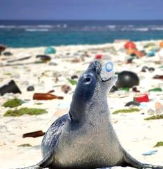 a sea lion is sitting on the beach and looking up at something in its mouth