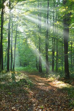 sunbeams shine through the trees in a forest