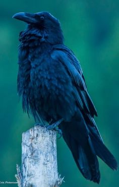 a black bird sitting on top of a wooden post