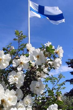 the flag is flying high in the blue sky above white flowers and green leaves on a sunny day