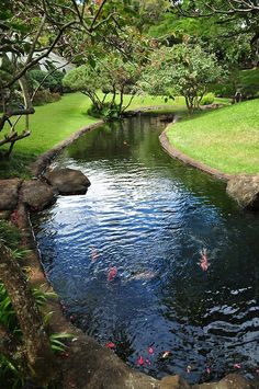 there are many fish swimming in the pond