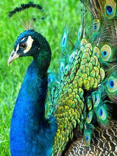 two peacocks are standing in the grass with their feathers spread out and one is looking at the camera