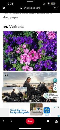 an image of flowers and people in the background with text that reads deep purple, 13 verbena good day for all of us