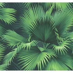 green palm leaves are shown in this image