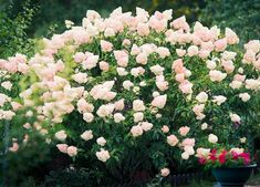 pink and white flowers in a garden setting