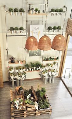 a room filled with lots of potted plants and hanging lights over it's windows