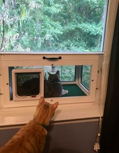 an orange and black cat looking out the window at another cat sitting on the other side